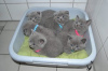 Photo №2 de l'annonce № 123658 de la vente british shorthair - acheter à Allemagne annonce privée