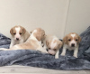 Photo №1. beagle - à vendre en ville de Berlin | 300€ | Annonce №70871