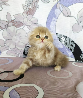 Photo №1. scottish fold - à vendre en ville de Donetsk | 550€ | Annonce № 6306