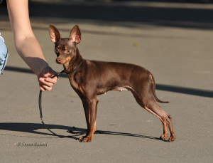 Photo №4. Je vais vendre petit chien russe en ville de Minsk. annonce privée - prix - 374€