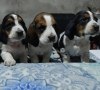 Photo №2 de l'annonce № 127257 de la vente basset hound - acheter à Allemagne annonce privée