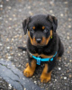 Photo №2 de l'annonce № 120149 de la vente rottweiler - acheter à La finlande annonce privée, éleveur