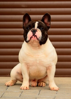 Photos supplémentaires: Un jeune bouledogue français attend les propriétaires