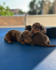 Photos supplémentaires: Adorables chiots teckel disponibles - Prêts pour leur foyer éternel !