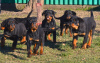 Photo №1. rottweiler - à vendre en ville de Werbass | négocié | Annonce №83601