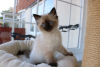 Photo №1. ragdoll - à vendre en ville de Oranienburg | 400€ | Annonce № 96935