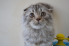 Photo №4. Je vais vendre scottish fold en ville de Varsovie. de la fourrière - prix - 404€