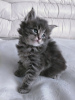 Photo №1. D'adorables chatons en adoption gratuite près de chez vous en ville de Las Vegas. Prix - Gratuit. Annonce № 66725