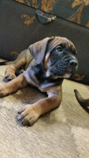 Photo №1. cane corso - à vendre en ville de Москва | 648€ | Annonce №5587