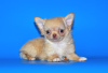 Photo №3. Très beau garçon de race Chihuahua de couleur exclusive.. Fédération de Russie