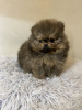 Photo №3. CHIOTS POMERANIENS. France