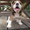 Photo №1. beagle - à vendre en ville de Berlin | 331€ | Annonce №117599