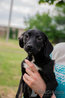 Photo №1. chien bâtard - à vendre en ville de Krasnodar | Gratuit | Annonce №7289