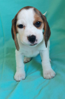 Photo №4. Je vais vendre beagle en ville de Moscou. de la fourrière - prix - 429€