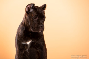 Photos supplémentaires: Cane Corso. Chiots