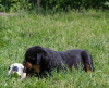 Photos supplémentaires: Chiot rottweiler - Viana Tanarotti