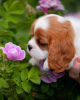 Photo №4. Je vais vendre cavalier king charles spaniel en ville de Гамбург. annonce privée - prix - 400€