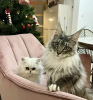 Photo №1. maine coon - à vendre en ville de Laredo | 473€ | Annonce № 102801