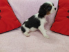 Photo №4. Je vais vendre cavalier king charles spaniel en ville de Minsk. éleveur - prix - 799€