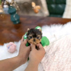 Photo №1. yorkshire terrier - à vendre en ville de Калифорния Сити | 710€ | Annonce №124093