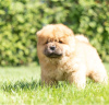 Photo №4. Je vais vendre chow-chow en ville de Rapid City.  - prix - Gratuit