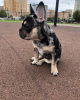 Photo №3. Bouledogue français garçon merle. Fédération de Russie