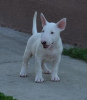 Photos supplémentaires: chiots bull terrier a vendre