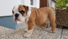 Photo №1. bulldog anglais - à vendre en ville de Берлинген | Gratuit | Annonce №103480