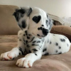 Photo №4. Je vais vendre dalmatien en ville de Würzburg. annonce privée, de la fourrière, éleveur - prix - 250€