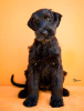 Photos supplémentaires: Chiots Schnauzer Géant