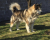 Photos supplémentaires: Chiots Malamute d'Alaska