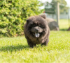 Photos supplémentaires: Les chiots Chow Chow sont maintenant prêts à emménager dans de nouveaux foyers