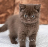 Photo №3. chaton british shorthair. Allemagne