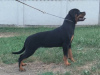 Photo №1. rottweiler - à vendre en ville de Belgrade | négocié | Annonce №111693