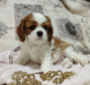 Photo №1. cavalier king charles spaniel - à vendre en ville de Minsk | négocié | Annonce №69705