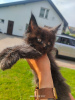 Photo №1. maine coon - à vendre en ville de Zamość | 2000€ | Annonce № 110383