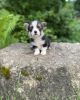 Photos supplémentaires: Welsh Corgi Pembroke