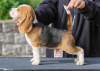 Photos supplémentaires: chiots beagle