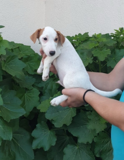 Photo №3. Chiots à vendre Jack Russell Terrier! Animal merveilleux!. Fédération de Russie