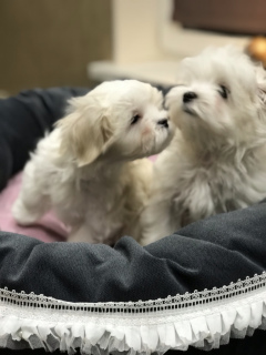 Photo №2 de l'annonce № 5095 de la vente bichon maltais - acheter à Fédération de Russie de la fourrière