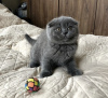 Photo №1. british shorthair - à vendre en ville de Berlin | négocié | Annonce № 93596