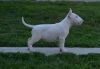 Photos supplémentaires: chiots bull terrier a vendre