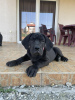 Photos supplémentaires: Mastiff sud-africain - Boerboel