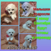 Photo №1. bichon à poil frisé - à vendre en ville de Minsk | 331€ | Annonce №68933