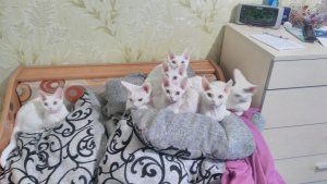 Photo №1. devon rex - à vendre en ville de Minsk | Négocié | Annonce № 4754