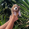 Photo №1. beagle - à vendre en ville de Амстердам | négocié | Annonce №83119