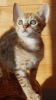 Photo №3. Chatons Savannah vaccinés pour adoption maintenant. Australie