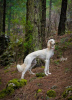 Photos supplémentaires: Chiots Saluki, femelles et mâles