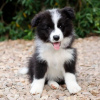 Photo №1. border collie - à vendre en ville de Paris | négocié | Annonce №71031