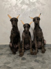 Photo №1. dobermann - à vendre en ville de Belgrade | négocié | Annonce №120007